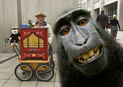 monkey grinder